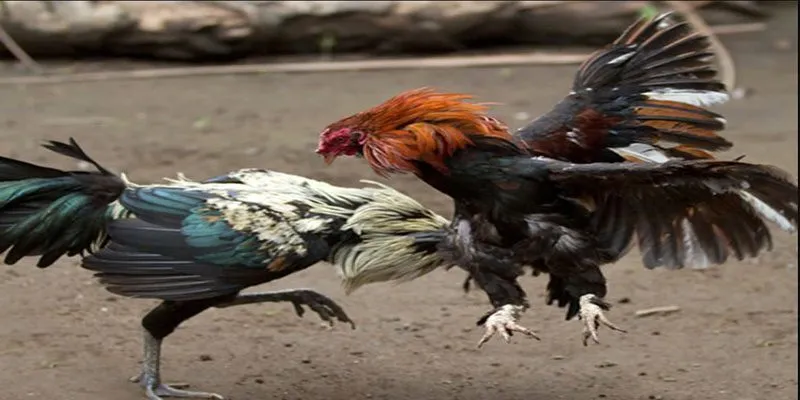 3 bước để soi kèo