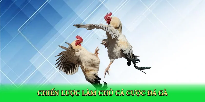 Chiến lược làm chủ cá cược đá gà