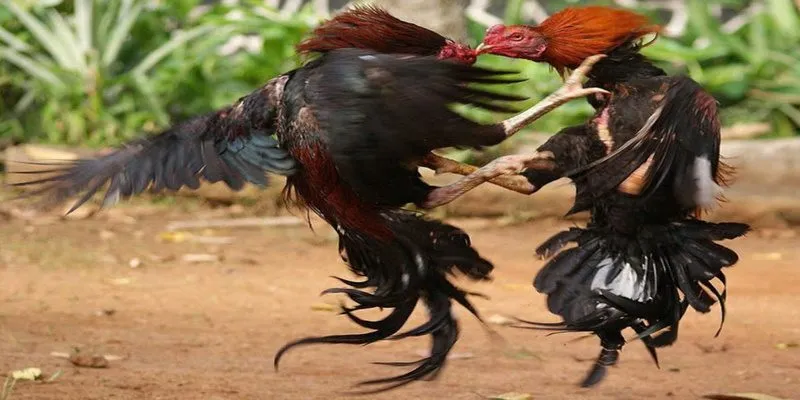 Soi kèo đá gà RED88 theo số liệu chuẩn chỉ