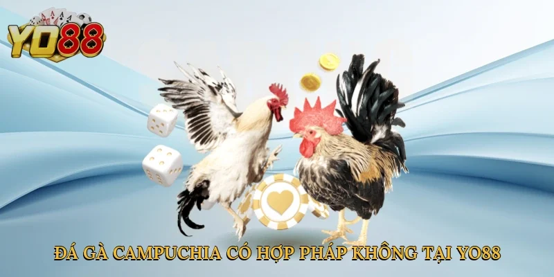 Khám phá sự thật về đá gà Campuchia có hợp pháp không tại Yo88