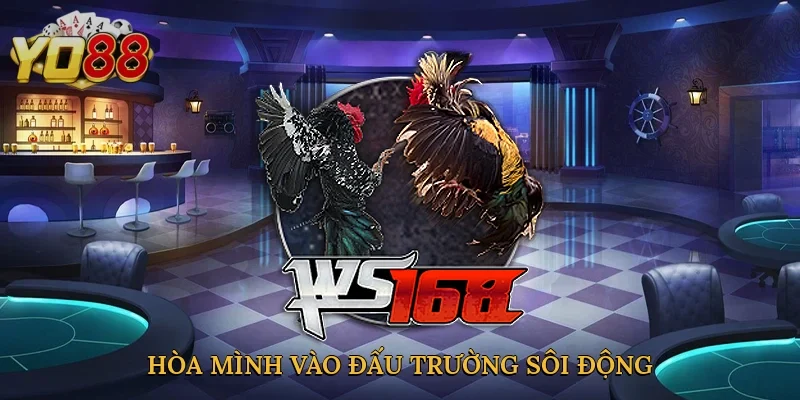 Hòa mình vào đấu trường sôi động